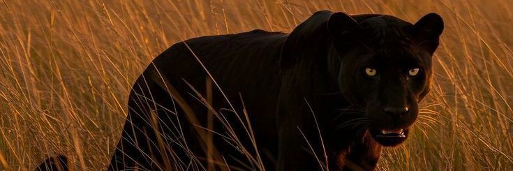 mylenight's profile banner image