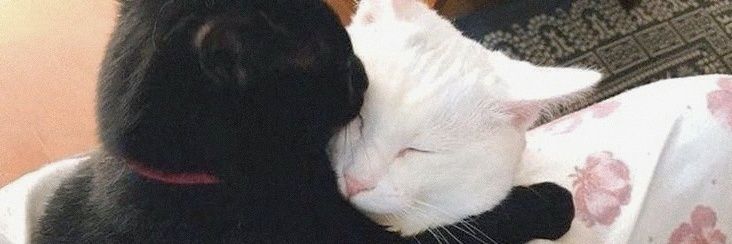 🐾 banner