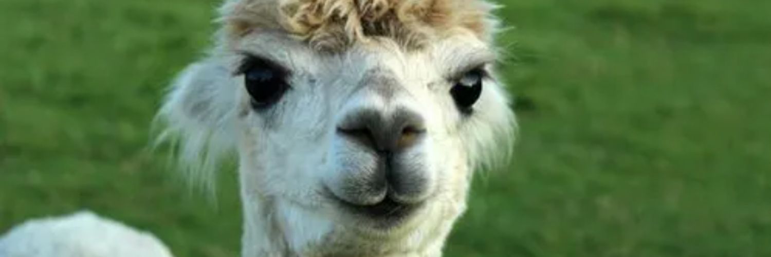 jessreadsforfun's profile banner image