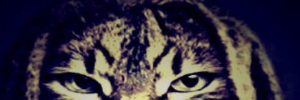 cris banner