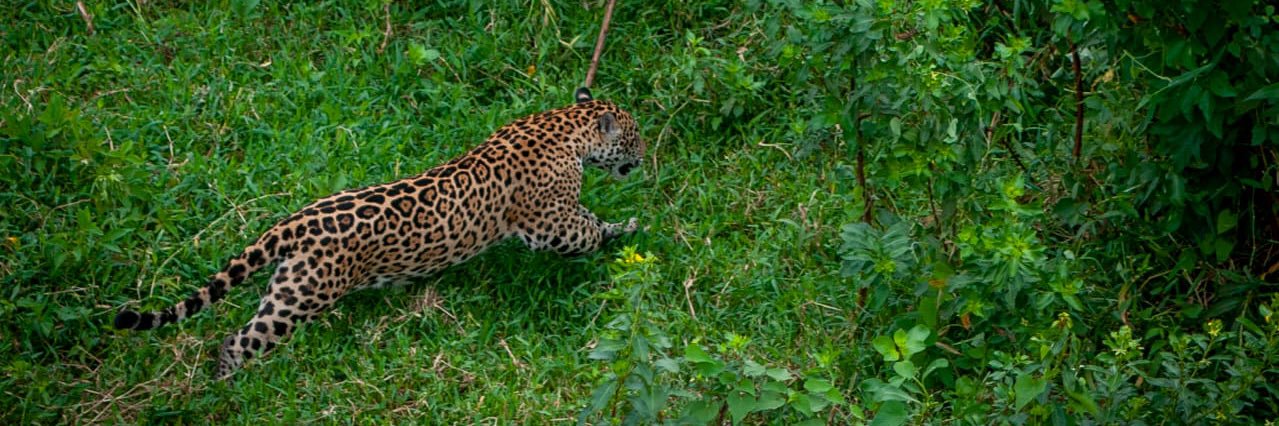 luciana g cataldi banner