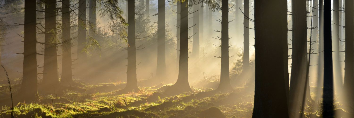 nobleBrain | Ᵽ banner