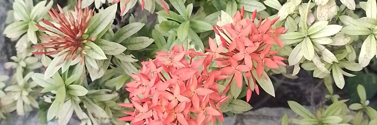 Alpevas's profile banner image