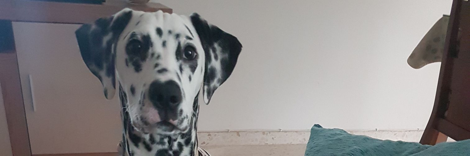 anabelentara's profile banner image