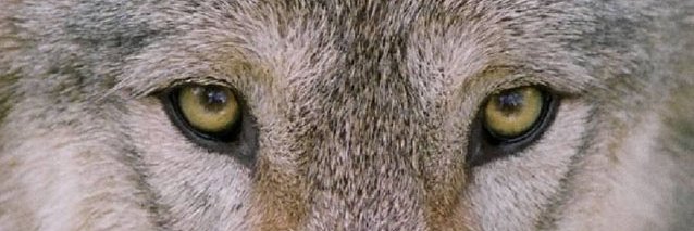 𝕍𝕖𝕝𝕂𝕒𝕟 🐺 banner