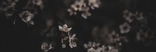 beccachun's profile banner image
