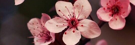 angelsusy1983's profile banner image