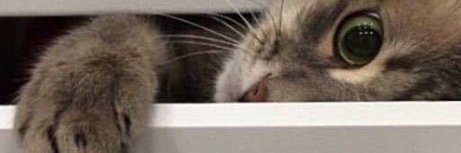 sara ʚɞ will see lykn banner