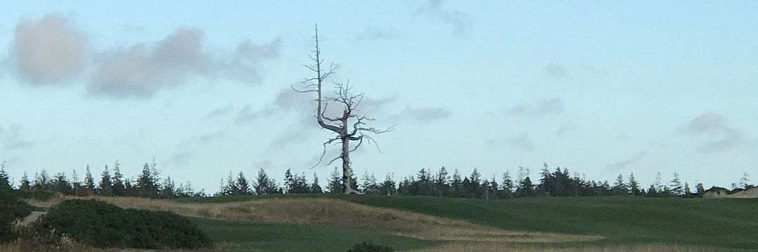The_Domi's profile banner image