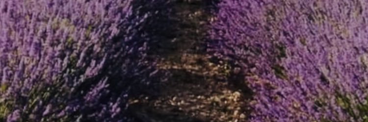Profe Crara banner