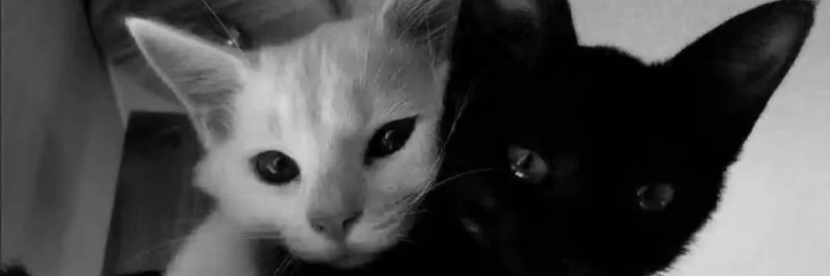 heyyuchi's profile banner image