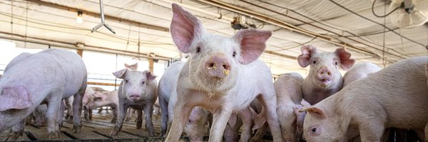PorkCheckoff Profile Banner