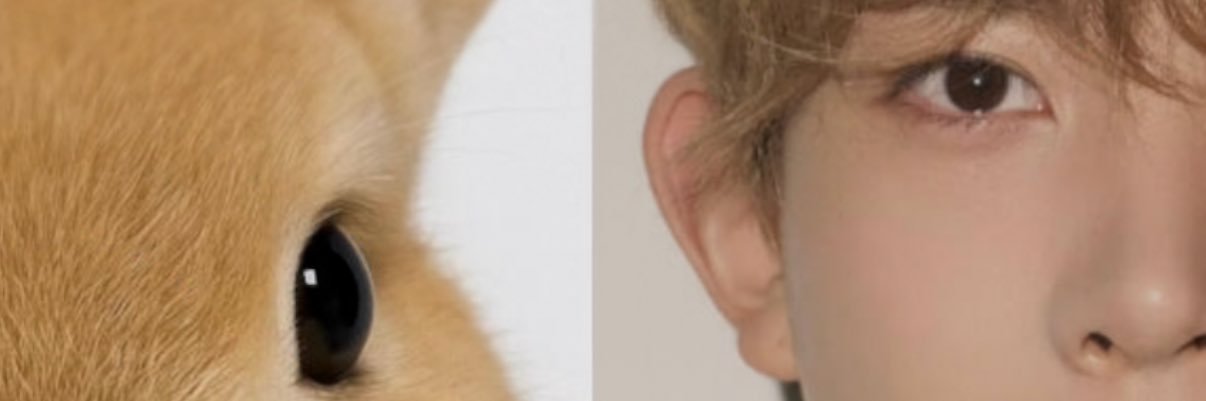 suki banner