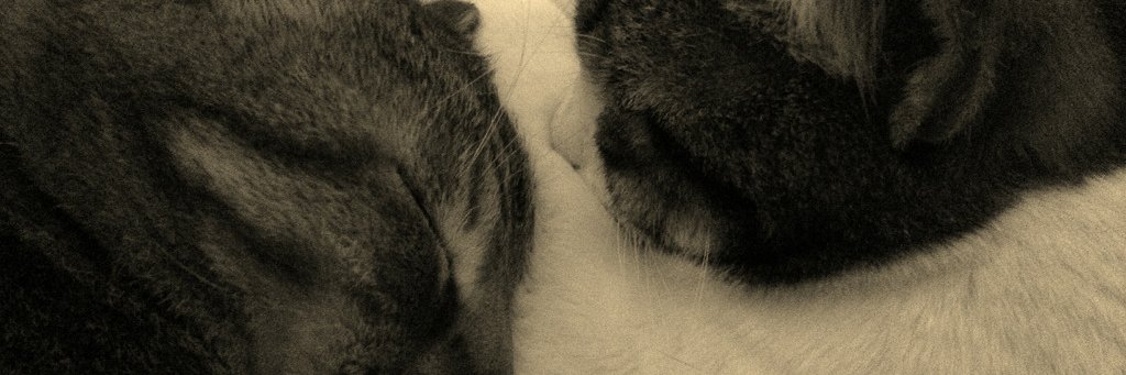 arant @zazu@mstdn.social 🏴‍☠️ 🍉 banner