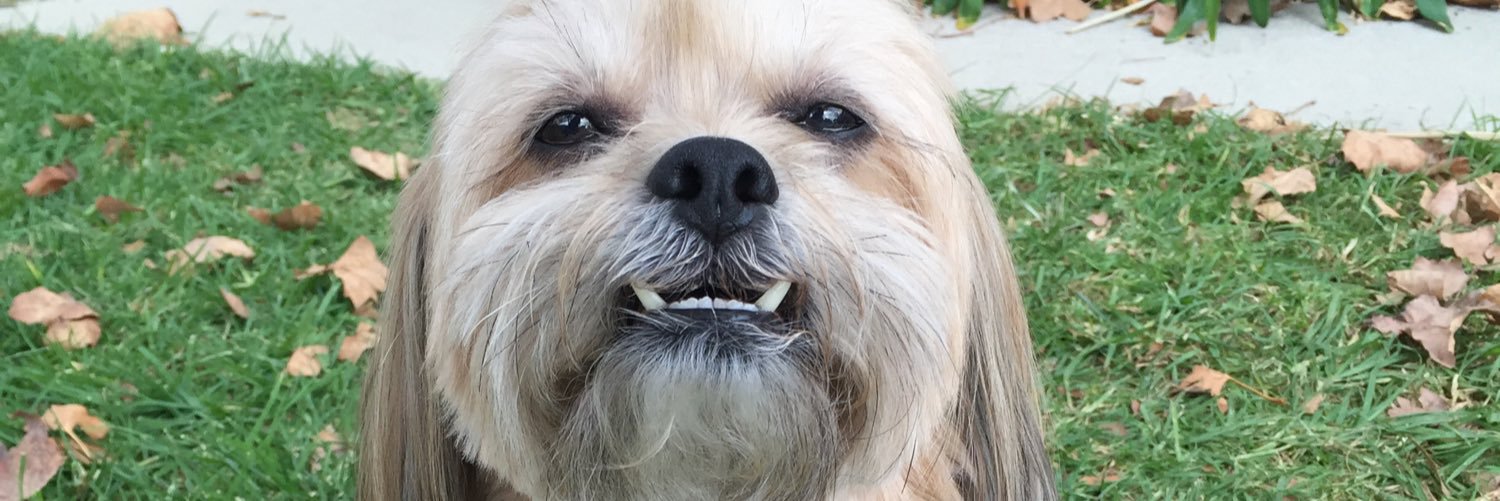 stephshapiro14's profile banner image