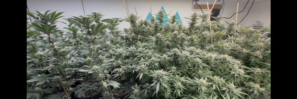dexterdanko Profile Banner