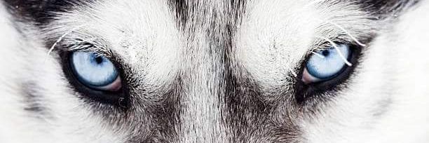 WSBushcraft's profile banner image