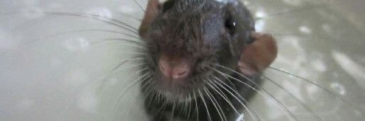 lilo🐀's banner