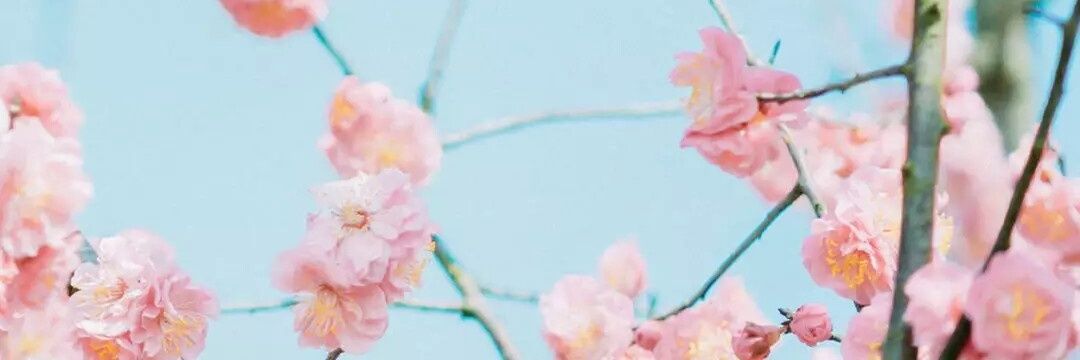 parvsakhi's profile banner image