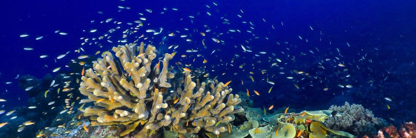 HelloDiveCairns's profile banner image