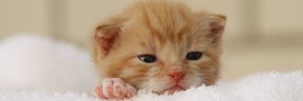 小晴🇲🇾 banner