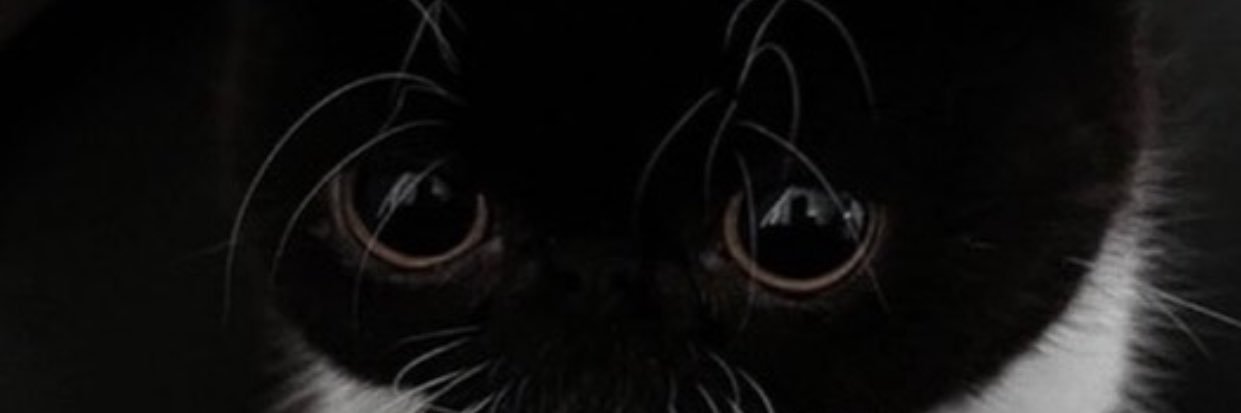 derenzlo's profile banner image
