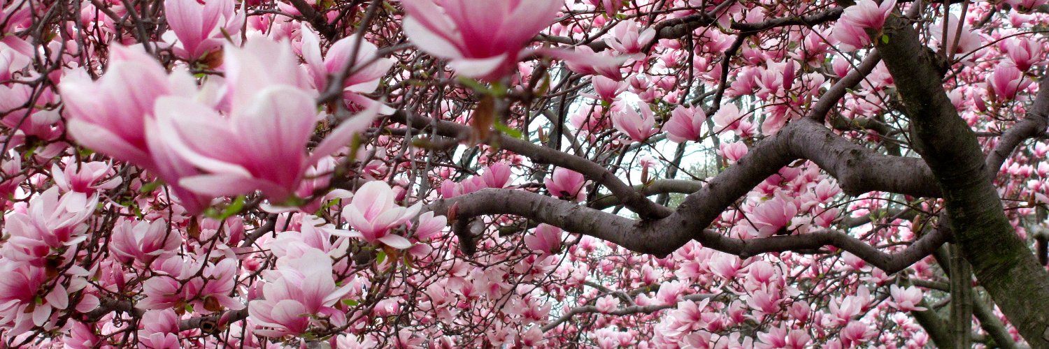 Dr. Diane Lillo-Martin banner