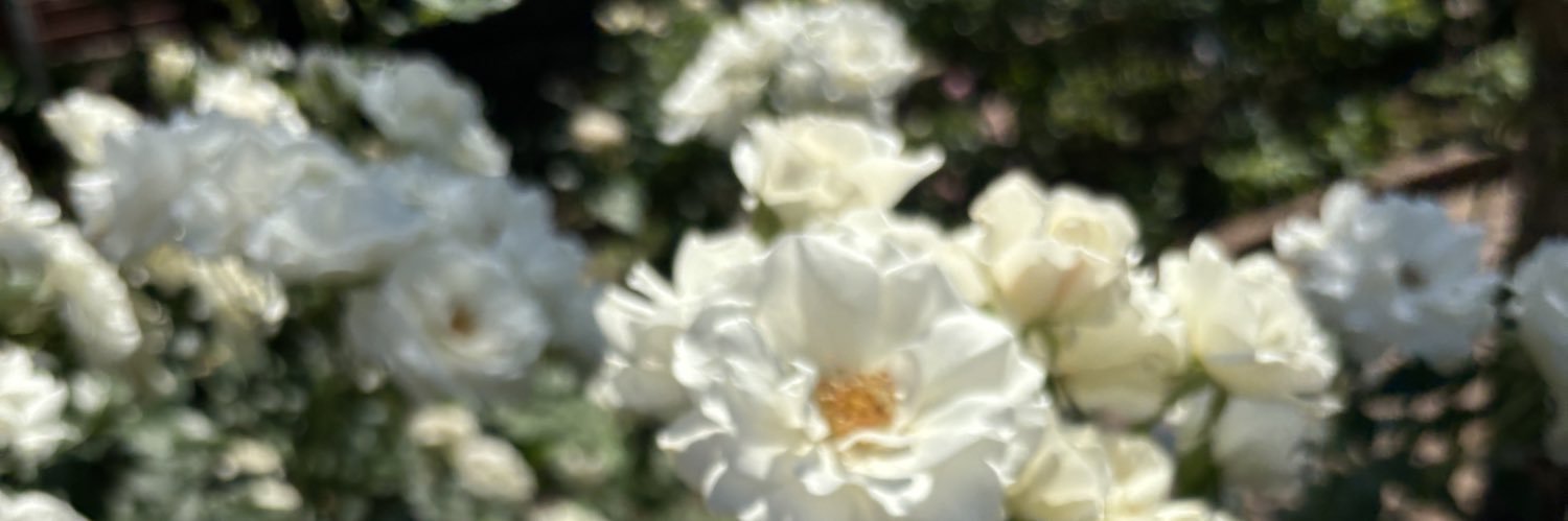 mito_doll22's profile banner image