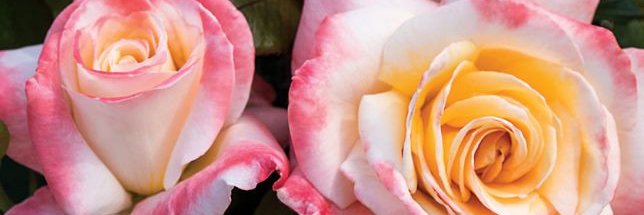 JacksonPerkins's profile banner image
