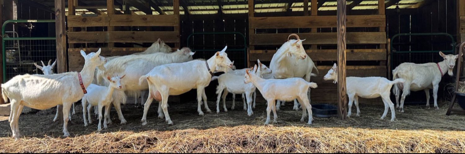 Jennifer G Rewis banner