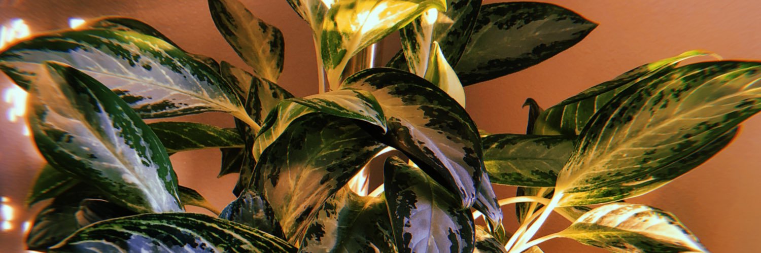 taykwash's profile banner image