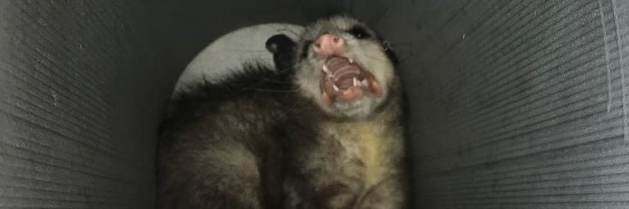 Kobinotcoby's profile banner image