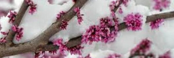 repeatlitanies Profile Banner