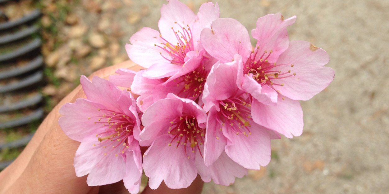 inggridmichiko's profile banner image