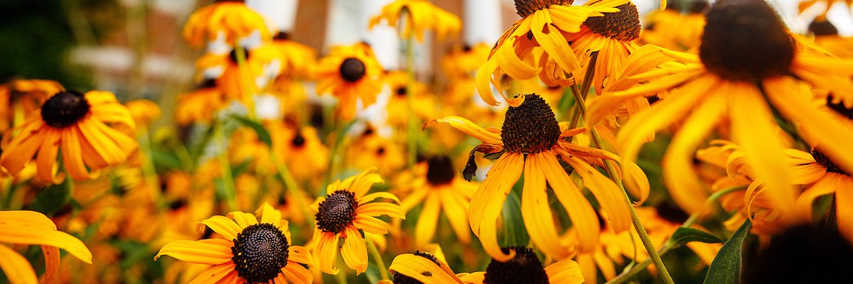 Jackie Johnson banner