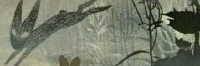 Capricious Bow banner