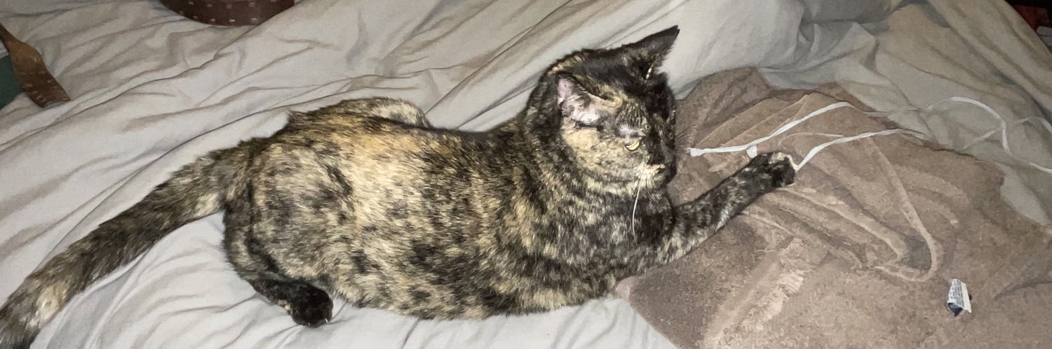 patchie pie 🥧 banner