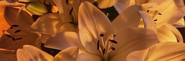 armina⁷🎗️ banner