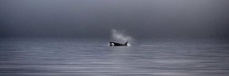 UALucero's profile banner image