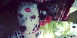 MitzilaB's profile banner image