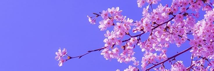 fetosfritos's profile banner image
