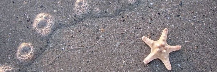 zz banner