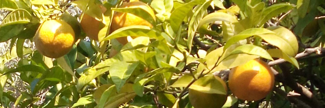 introversum 🌍 🏳️‍🌈 🕊️ banner