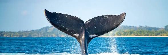 虎えもん | 脱サラ親父の0→1物語 banner