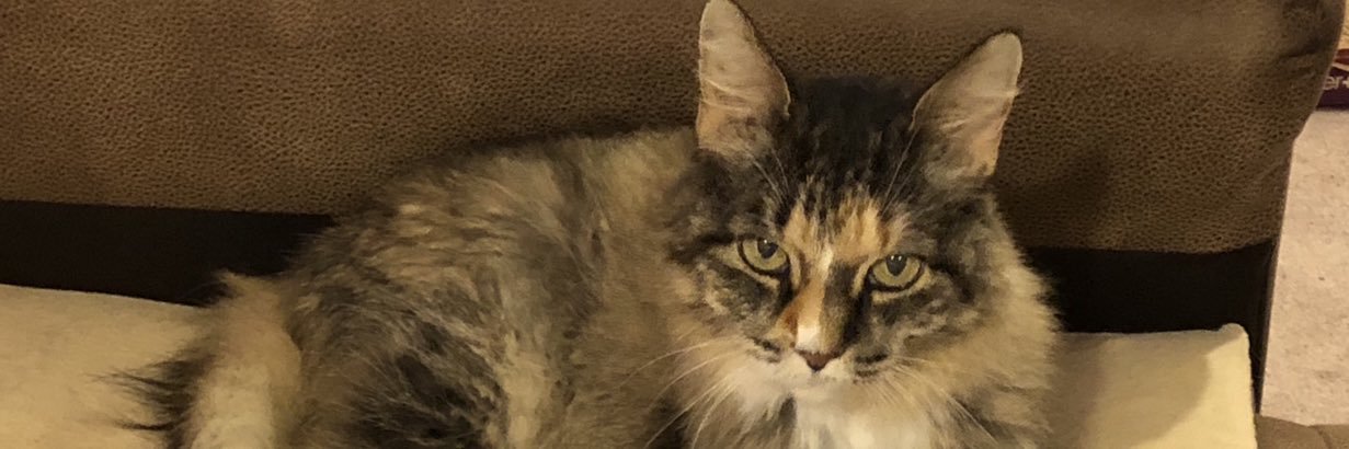 RavynCat's profile banner image