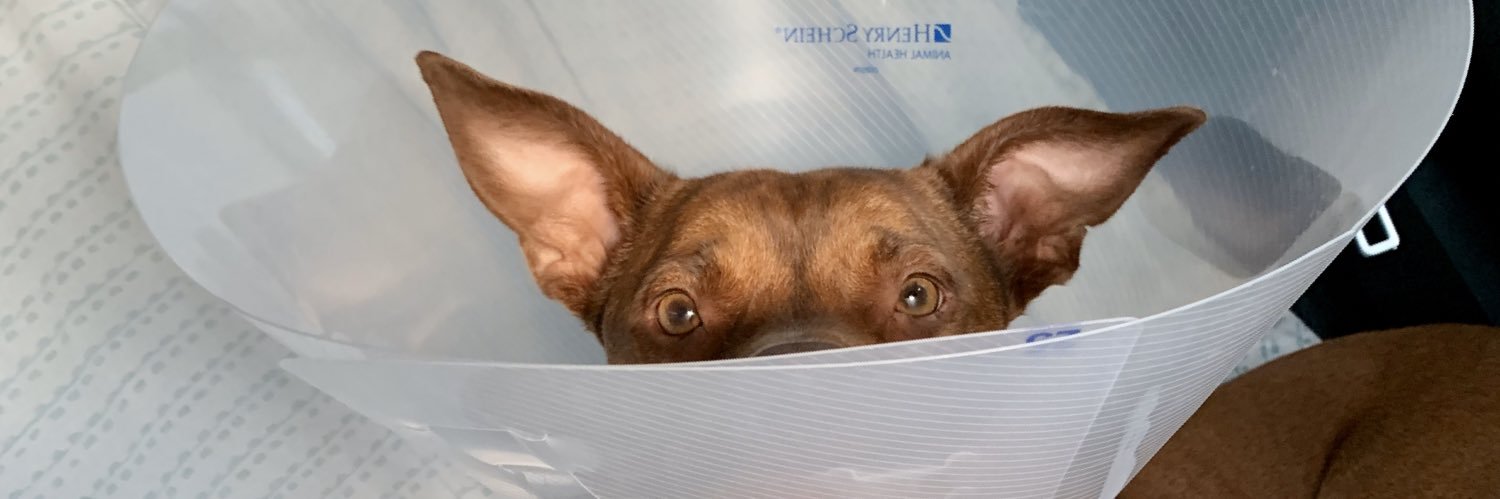 Emma Carmichael banner