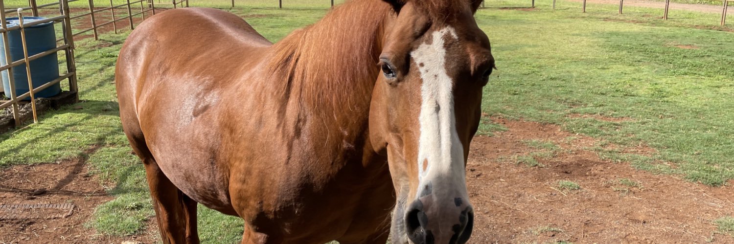 Tybalt 🥕 banner