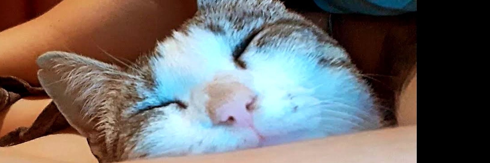 Meelaaa98's profile banner image
