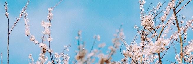 cuaremasaya's profile banner image