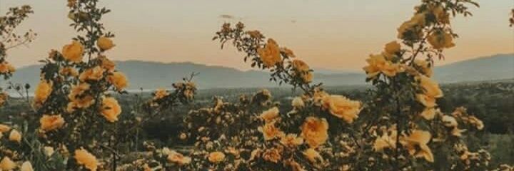 ichachase's profile banner image